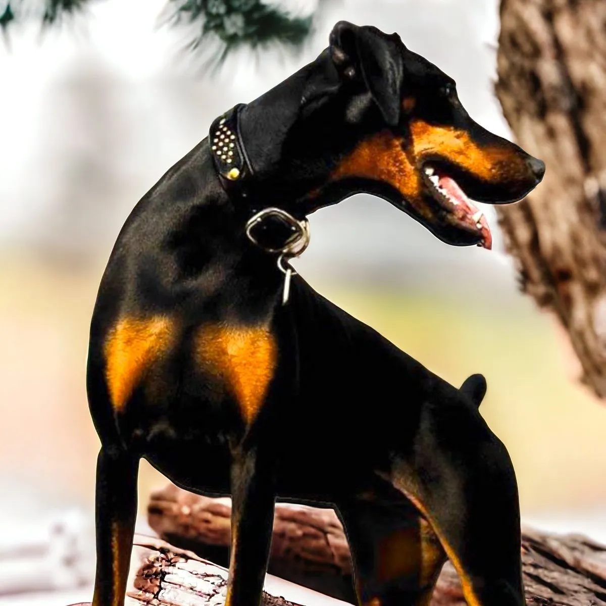 Monaco Leather Dog Collar