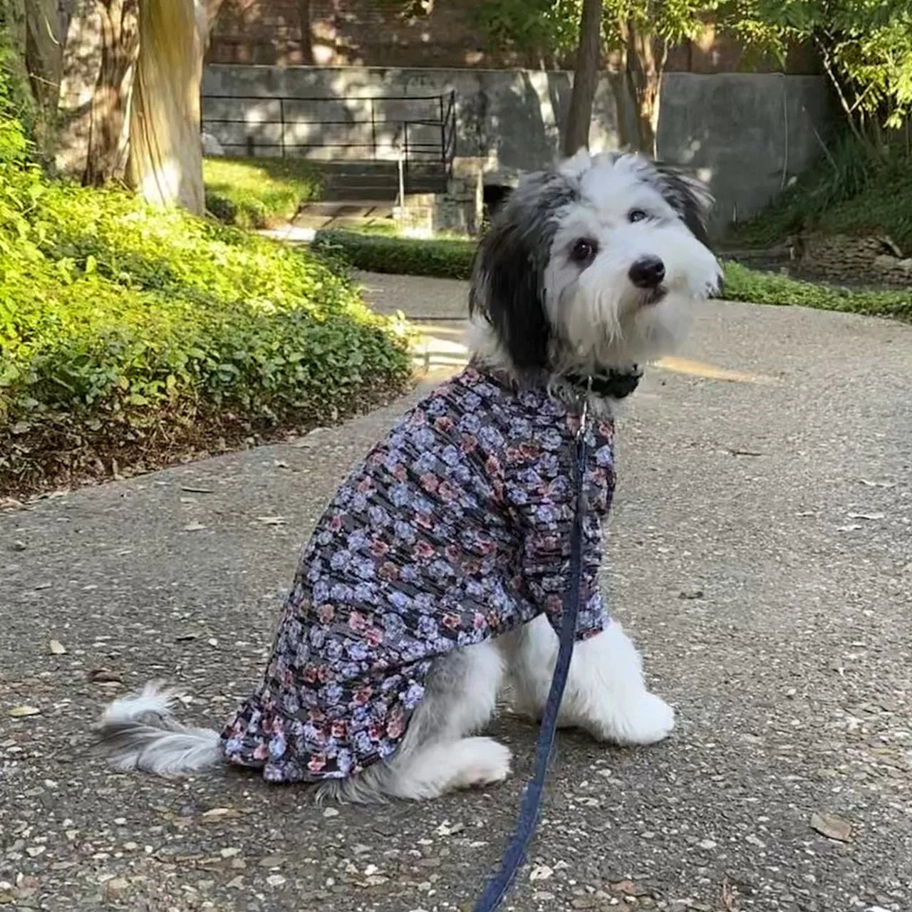 The Ethel - Blue Floral Waffle Knit Dress